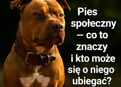 „Status psa społecznego – co oznacza i kto może się o niego ubiegać?”