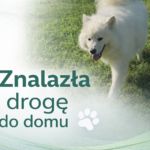 🐾 Zgłoszenie zaginięcia i szczęśliwe zakończenie historii 🐾