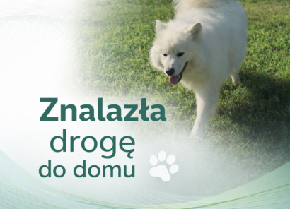 🐾 Zgłoszenie zaginięcia i szczęśliwe zakończenie historii 🐾